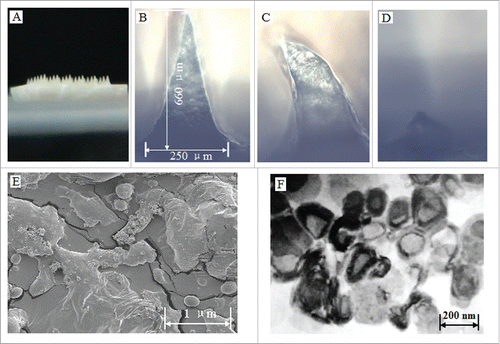 Figure 6. Characteristics of the prepared proMMA and MLLs. (A) Image of the prepared proHMA with 6 × 6 microneedles. (B) An optical microscopy image of a proHMA microneedle, which, upon rehydration, dissolved rapidly with changing its shape within 5 s (C) and almost disappeared in 1 min (D). (E) SEM of the powders of the proHMA microneedles. The within numerous nanospheres were proliposomes of the HBsAg-MLLs. (F) TEM of the HBsAg-MLLs prepared by procedure of emulsion-lyophilization. Reprinted with permission from Reference 16.