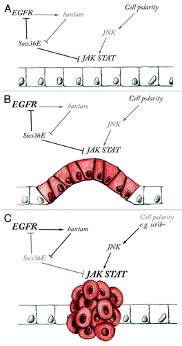 Figure 1. The combined action of EGFR and JAK-STAT signaling results in tumor progression. (A) Epithelial growth in tissues with normal apico-basal cell polarity is controlled by the balanced activity of EGFR, JAK-STAT and other signaling pathways. Negative regulators such as Socs36E control pathway activity by modulating signaling output. (B) When EGFR is over activated (shown in bold), the epithelium proliferates excessively without necessarily causing metastasis. (C) Over proliferation and metastasis are promoted by the combined misregulation of EGFR and high JAK-STAT expression when the signaling balance is broken by the downregulation of Socs36E by bantam miRNA expression or by JNK mediated JAK-STAT activation.