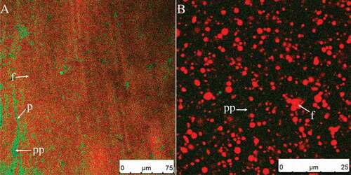 Figure 1. CSLM-micrographs of original cream (A) and diluted cream (five times using distilled water) (B). Red and green signals in plasma phase (pp) represent fat (f) and protein (p), respectively.