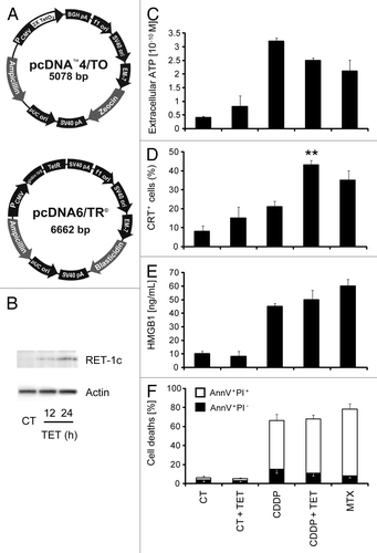 Figure 1. Establishment and characterization of an MCA205 cell line expressing tetracycline-inducible Rtn-1c. (A) Vectors used to stably transduce murine fibrosarcoma MCA205 cells to generate tetracycline (TET)-inducible iRTN-1c MCA 205 cells. (B) Western-blot analysis of the expression of reticulon-1 (Rtn-1C) in control conditions (CT) or upon TET treatment for 12 or 24 h. β-actin was used as loading control. A representative experiment is shown. (C‒F) Immunogenic cell death markers of iRTN-1c MCA 205 cells analyzed in response to 0.3 µM TET, 150 µM cisplatin (CDDP), CDDP + TET, 1 µM MTX, or no treatment. (C) Extracellular ATP as measured by luciferin-luciferase assay, (D) Immunofluorescence staining of calreticulin (CRT) exposure to the surface, (E) HMGB1 release from cells as detected by ELISA. (F) Apoptosis assayed by Annexin V detection of externalized phosphatidylserine and secondary necrosis as detected by staining with the vital dye propidium iodide. MTX treatment was used as a positive control. Tetracycline treated samples were compared with their untreated counterpart. Results are reported means ± SEM of triplicates. *P < 0.05, **P < 0.01 (unpaired Student’s t test).