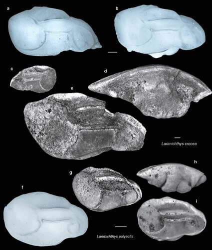 Figure 10. Fish otoliths from the late Miocene northern Taiwan and recent comparative specimens. Scale bars = 1 mm. Images are inner views unless otherwise indicated. a–e, Larimichthys crocea (Richardson, 1846); a, b, recent otoliths, sampled from Miaoli, Taiwan; a, 3 March 2020, 261.01 mm SL, CHLOL 000780; b, 2 March 2020, 191.93 mm SL, CHLOL 000772; c, SL-3b, ASIZF 01000053; d, e, SL-0, ASIZF 01000054; d, ventral view. f–i, Larimichthys polyactis (Bleeker, 1877); f, recent otoliths, sampled from Miaoli, Taiwan, 2 March 2020, 139.40 mm SL, CHLOL 000778; g–i, SL-0, g, ASIZF 01000055; h, i, ASIZF 01000056; h, ventral view.