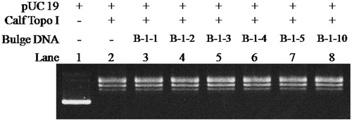 Figure 6. The relaxation assay was catalysed by Calf Topoisomerase I in the presence of different bulge DNA. The assay mixture containing 35 mM Tris-HCl (pH 8.0), 72 mM KCl, 5 mM MgCl2, 5 mM DTT, 5 mM spermidine, 0.01% BSA, 250 ng pUC 19, 1 U calf Topoisomerase I, and each mixture was incubated at 37 °C for 30 min before loading on agarose gel.