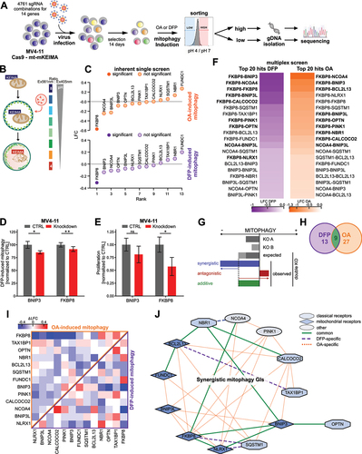 Figure 1. Determining redundancies of canonical mitophagy receptors for mitophagy in AML. (A) Schematic illustration of multiplex mitophagy receptor CRISPR/Cas9 Screen in MV4–11 cells. (B) Schematic illustration of the mitophagy reporter mt-mKEIMA. (C) MAGeCK-derived log2-fold changes (LFCs) for inherent single screens of OA- and DFP-induced mitophagy. Significantly changed genes (p < 0.05) are marked with dark-filled circles. (D) Quantification of mitophagy induction shown in Figure S1D in MV4–11 cells upon shRNA-mediated knockdown of BNIP3 or FKBP8. Mitophagy was induced by treatment with 0.5 mM DFP for 16 h and quantified by mt-mKEIMA pH 4:pH 7 ratio. Data are normalized to DFP-treated CTRL cells (n = 3). (E) Proliferation analysis of expansion curves of MV4–11 cells upon shRNA-mediated knockdown of BNIP3 or FKBP8. Proliferation was determined by cell numbers after seven days of proliferation and normalized to control (CTRL) cells. (F) Heatmap of top 20 depleted combinations for multiplex screens of OA- and DFP-induced mitophagy. Significantly depleted combinations (p < 0.05) are marked in bold. (G) Schematic illustration of genetic interaction (GI) analysis for mitophagy using the additive model. (H) Number of GIs for DFP- or OA-induced mitophagy. (I) Heatmap of additive model-derived Delta log2-fold-change (ΔLFC) for all gene pairs from the multiplex mitophagy receptor screen. ΔLFC is calculated from the observed and expected LFC for each gene pair and plotted for OA treatment vs DFP treatment. (J) Functional interactome of synergistic mitophagy GIs calculated in (I). Node color describes receptor type (classic, mitochondrial membrane (MM) receptor or other). Edges describe the type of interaction (DFP only, OA only or common).