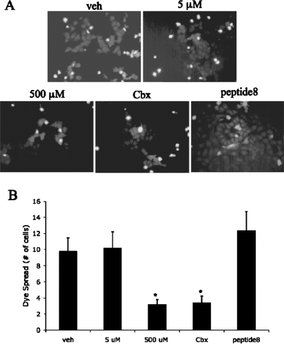 Figure 10 High concentrations of peptide5 prevents gap junctional communication. (A) Fluorescent images of a cell settlement assay using NT2/D1 cells. A concentration of 500 μ M peptide5 reduces the transfer of calcein dye from loaded to unloaded cells to a similar degree as carbenoxolone-treated cells, whereas 5 μ M peptide5 and 500 μ M peptide8 has no effect on dye transfer. (B) Graph demonstrating the number of cells to which dye is transferred is significantly reduced in the presence of 500 μ M peptide5 and carbenoxolone but not 5 μ M peptide5 or 500 μ M peptide8; *p < 0.05.