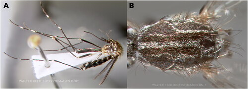 Figure 1. Aedes japonicus reference image. Courtesy of David Pecor at the Walter Reed Biosystematics Unit (WRBU) (Matsunaga et al. Citation2019). (A) Habitus in lateral view. (B) Thorax in dorsal view. The scutum is characterized by golden stripes with distinctive lyre-shaped strips, two sub-median and a median strip, which is one of the features used for species identification.