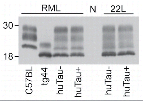 FIGURE 2. Immunoblot of PrPSc from brains of uninfected and scrapie-infected huTau− and huTau+ mice. All brain tissue on this immunoblot was digested with proteinase K (PK) prior to analysis. The presence (+) or absence (−) of the huTau transgene for each sample is shown across the bottom of the immunoblot. The strain of scrapie (RML or 22L) for each sample is shown above the immunoblot. All lanes were loaded with 4 µl freshly boiled samples as described in the methods (0.24 mg of tissue prior to PK digestion). N represents a normal, uninfected, huTau+ control mouse brain that shows complete PK digestion of PrPsen. The first 2 lanes show control RML-infected C57BL and tg44 mice respectively. For the tg44 mouse the lowest band was the unglycosylated form of tg44 anchorless PrPres, which migrated similarly to the lowest band in the infected F1 mice. The immunoblot was probed with the anti-PrP antibody D13.