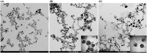 Figure 3. Representative TEM images of the synthesized yellow (A), green (B) and orange (C) colloidal AgNPs.