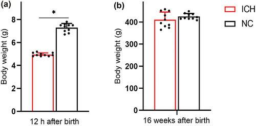 Figure 3. Body weight of offspring rats at different stages after birth in ICH group and NC group (n = 10 for ICH and n = 10 for NC). (a) 12 h after birth, (b) 16 weeks after birth. Data are shown as mean and standard deviation. P-values were gained by using unpaired Student’s t-test. *p < 0.05. ICH: Intrauterine chronic hypoxia, NC: Normal control.