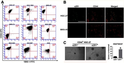 Figure 4 α2δ1 is more specific than CD44 in identifying gastric cancer stem cells. (A) Coexpression analysis of α2δ1 and CD44 in gastric cancer cell lines by flow cytometry. α2δ1+ cells account for a fraction of CD44+ cells. (B) Coexpression analysis of α2δ1 and CD44 in HGC-27 and MKN-45 cell lines by confocal microscope. (C) Comparison of sphere-formation frequency of purified α2δ1+CD44+ and α2δ1−CD44+ HGC-27 cells in vitro. α2δ1+CD44+ cells displayed significantly higher sphere-forming capacity compared with their α2δ1−CD44+ counterparts. *p<0.05.Abbreviations: FITC, fluorescein isothiocyanate; APC, allophycocyanin.
