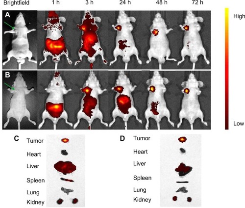 Figure 15 In vivo fluorescence imaging of subcutaneous tumor-bearing nude mice after intravenous injection of Cy7-labeled NSC-NPs (A) and Cy7-labeled LDL-NSC-NPs (B).Notes: Images of dissected organs of nude mice bearing subcutaneous tumor sacrificed 72 hours after intravenous injection of Cy7-labeled NSC-NPs (C) and Cy7-labeled LDL-NSC-NPs (D), respectively. The green arrow points to the tumor location.Abbreviations: Cy7, cyanine 7; h, hour(s); LDL, low-density lipoprotein; NPs, nanoparticles; NSC, N-succinyl-chitosan.