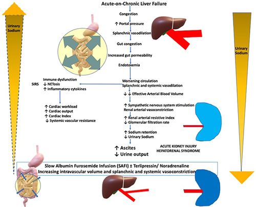 Figure 3 Pathophysiologic alterations in acute on chronic liver failure with ascites and their reversal following response-guided ascitic fluid mobilization monitoring urine sodium using slow albumin-furosemide infusion with/without terlipressin/noradrenaline regimen.