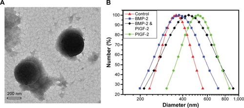 Figure 2 (A) TEM images of heparin–HTCC nanocomplexes after dual GF loading (scale bar =200 nm), (B) size distribution of heparin–HTCC nanocomplexes before and after PlGF-2/BMP-2/dual-GF loading.Abbreviations: BMP-2, bone morphogenetic protein; PlGF-2, placental growth factor-2; TEM, transmission electron microscopy; HTCC, N-(2-hydroxyl)propyl-3-trimethyl ammonium chitosan chloride; GF, growth factor.