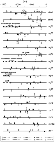 Fig. 4. The localization of Xyr1-binding consensus sequences within the 1.5-kb upstream region of cellulolytic and xylanolytic genes.