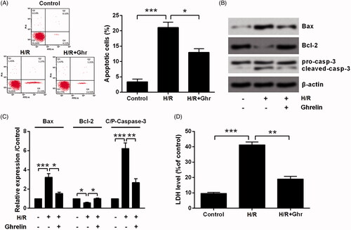 Figure 2. Ghrelin protects H9c2 cells against hypoxia/reoxygenation (H/R)-induced apoptosis and LDH release. H9c2 cells were pretreated with 0.1 μM ghrelin and were subjected to H/R. (A) Apoptosis rate, (B–C) expression of apoptosis-related proteins, and (D) the release of LDH were respectively assessed by flow cytometry, Western blot, and LDH Cytotoxicity Assay Kit. *, ** and *** stand for p < .05, p < .01 and p < .001, respectively.