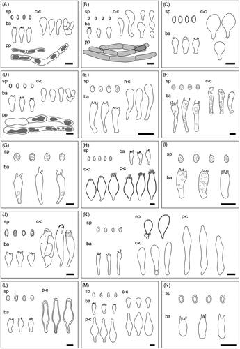 Figure 2. Microscopic structures of the unrecorded Agaricales species from the Republic of Korea. (A) Agaricus atrodiscus; (B) A. dilatostipes; (C) A. karstomyces; (D) A. xanthodermulus; (E) Calocybe convexa; (F) Cortinarius rubellus; (G) Hygrocybe singeri; (H) Inocybe venustissima; (I) Lepista panaeola; (J) Leucoagaricus subpurpureolilacinus; (K) Marasmius macrocystidiosus; (L) Psathyrella amaura; (M) P. squamosa; (N) P. subsingeri. sp: basidiospores, ba: basidia, h-c: hymenial cystidia, c-c: cheilocystidia, p-c: pluerocystidia, pp: pileipellis, scale bars = 10 μm.