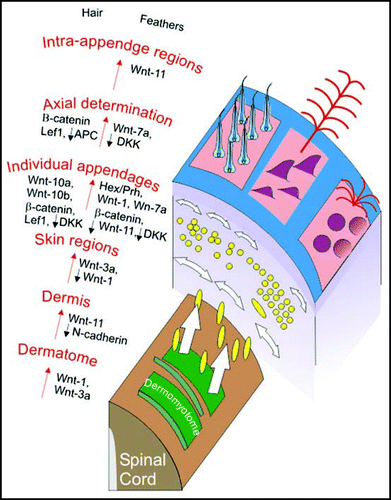 Figure 2 Involvement of Wnt signaling in the specification of dermis. Schematic showing the involvement of Wnt signaling involvement in dermis, tract and skin appendage development as determined in mouse hairs (left of arrows) and chicken feathers (right of red arrows indicating developmental progression). Morphogenetic events that take place in the dermomyotome, dermis, feather tracts and individual feather primordia are shown. Spindles and circles represent dermal cells. Two different tracts with different density and shape of skin appendages are shown. The figure is modified from ref. Citation22.