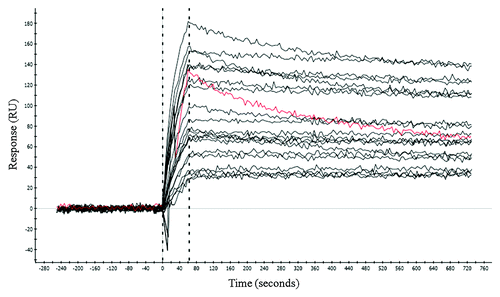 Figure 3. Dissociation rate analysis by SPR. Dissociation kinetics of crude periplasmic preparations of the affinity matured Fab were analyzed by SPR (see Methods and Materials). Twenty representative clones are shown in black. The parent clone 2H is shown in red.