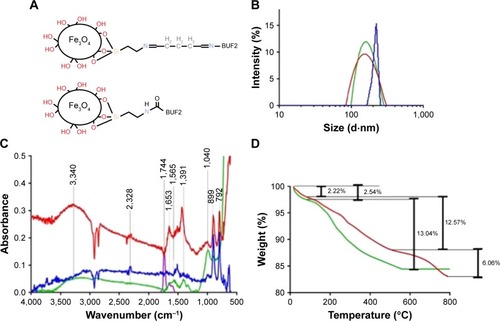 Figure 1 (A) Schematic of the BUF2-magnetite by conjugation with glutaraldehyde (top) and EDC (bottom) as crosslinkers. (B) DLS histograms for size distribution of magnetite nanoparticles at different functionalization steps. Bare magnetite (red), magnetite functionalized with APTES (green), and magnetite conjugated with BUF2 (blue). (C) FTIR spectra of magnetite (blue), magnetite with APTES (red), BUF2 (purple), and magnetite-APTES-BUF2 (green). (D) TGA of magnetite (green) and magnetite conjugated with BUF2 (red). The first weight loss steps (2.54% and 2.22%) represent the dehydration of the samples. Second weight loss steps (12.57% and 13.04%) correspond to physically absorbed organic solvents. The final weight loss step (6.06%) is attributed to the detachment of BUF2 from the nanoparticle’s surface.Abbreviations: BUF2, buforin II; EDC, N-[3-(dimethylamino)-propyl]-N′-ethylcarbodiimide hydrochloride; DLS, dynamic light scattering; APTES, (3-aminopropyl) triethoxysilane; FTIR, Fourier transform infrared spectroscopy; TGA, thermogravimetric analysis.