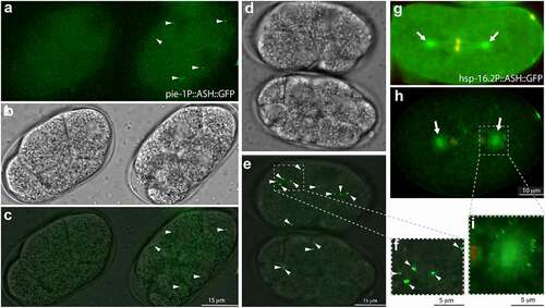 Figure 6. Overexpressing the SPD-2 ASH domain in C. elegans embryos.