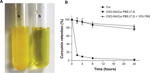 Figure 2 Solubility and stability of CSO-SA/Cur micelles. (A) Free curcumin is poorly soluble in aqueous medium in tube (a). In contrast, CSO-SA/Cur micelles are completely dispersed in aqueous medium in tube (b). (B) Stability test of curcumin in PBS (pH 7.2) and PBS containing 10% FBS.Note: Data are presented as the mean ± standard deviation (n = 3).Abbreviations: Cur, curcumin; CSO-SA, stearic acid-g-chitosan oligosaccharide; FBS, fetal bovine serum; PBS, phosphate-buffered solution.