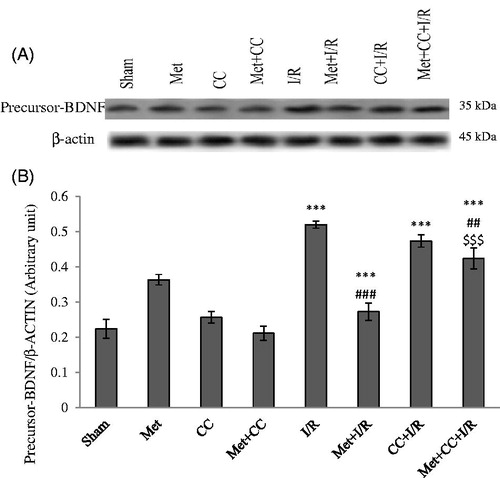 Figure 3. Western blot analysis to measure the effect of metformin pretreatment on the mature BDNF levels in the hippocampus. (A) Western blots for pro-BDNF are shown. (B) The density of pro-BDNF bands was measured and their ratio was calculated. Bars indicate the mean ± SEM. ***p< 0.001 versus the sham group, ###p< 0.01, ###p< 0.001 versus the I/R group, $$$p < 0.001 versus the met + I/R group. Met, metformin (200 mg/kg); CC, compound C; I/R, ischaemia/reperfusion.