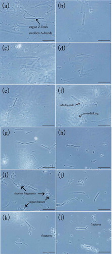 Figure 1. Phase-contrast micrographs of myofibrillar protein molecules in 0.6 mol/L (a–f) and 0.2 mol/L KCl (g–l) during heating (bar = 30 μm). (a, g) 0–4°C, (b, h) 25°C, (c, i) 35°C, (d, j) 45°C, (e, k) 55°C, and (f, l) 65°C.Figura 1. Micrografías de contraste de fase de las moléculas de proteína miofibrilar en 0,6 mol/L (a–f) y 0,2 mol/L de KCl (g–l) durante el calentamiento (barra = 30 μm). (a, g) 0–4°C, (b, h) 25°C, (c, i) 35°C, (d, j) 45°C, (e, k) 55°C, y (f, l) 65°C.