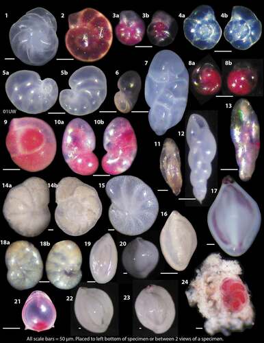 Plate 2. Examples of calcareous benthic foraminifers from OD1507 surface samples as light microscope photographs. Pink colored specimens were alive at the time of collection. 1 = Cassidulina neoteretis from 09MC. 2 = Elphidium clavatum (live) from 09MC. 3a, 3b = Stetsonia horvathi, umbilical (3a) and dorsal (3b) sides from 38MC. 4a, 4b = Stetsonia horvathi, dorsal (4a) and spiral (4b) sides from 39MC. 5a, 5b = Nonionella iridea, spiral (5a) and umbilical (5b) sides from 1UW. 6 = Nonionella iridea apertural view from 47MC. 7 = Robertinoides charlottensis, 39MC. 8a, 8b = Epistominella arctica, apertural (8a) and dorsal (8b) from 53MC. 9 = Glomulina oculus with three chambers from 47MC. 10a, 10b = Ceratobulimina arctica spiral (10a) and apertural (10b) views from 9MC. 11 = Buliminella elegantissima, 47MC. 12 = Stainforthia concava, 9MC. 13 = Stainforthia feylingi, 13MC. 14a, 14b = Cibicides lobatulus, umbilical (14a) and dorsal (14b) views, 53MC. 15 = Melonis baarleeanus, 36MC. 16 = Triloculina trihedra, juvenile, 34MC. 17 = Triloculina trihedra, adult 45MC. 18a, 18b = Valvulineria arctica, dorsal (18a), umbilical (18b), 45MC. 19 = Quinqueloculina sp. 23MC. 20 = Quinqueloculina akneriana, 09MC. 21 = Parafissurina arctica, 9MC. 22 = Quinqueloculina seminulum, 23MC. 23 = Quinqueloculina arctica, 23MC. 24 = Cibicidoides wuellerstorfi, 38MC. All scale bars are equal to 50 µm and are placed at the bottom left of each photo
