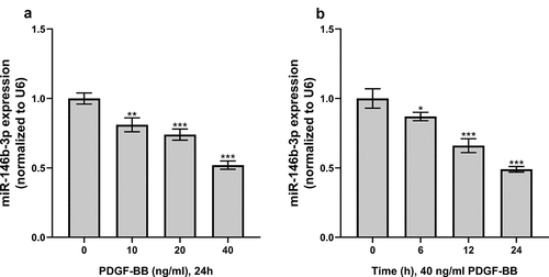 Figure 2. The effect of PDGF treatment on the expression of miR-146b-3p in VSMCs