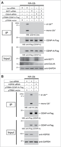 Figure 2. The SGT1-HSP90 complex contributes to CENP-A monoubiquitylation and diubiquitylation in vivo. (A) Representative images of the in vivo ubiquitylation assay with the combination of SGT1 siRNA (#1 + #2), CUL4A siRNA (#1), or Luc siRNA control (Table S2; see CENP-A in vivo ubiquitylation assay in Materials and Methods). HeLa Tet-Off cells were cotransfected with the indicated constructs and siRNAs. Proteins in 5% of the total cell lysates (Input) and immunoprecipitates (IP) were detected by Western blot analysis using the indicated antibodies. GAPDH protein was the loading control (Input). (**) Putative di-Ub-CENP-A-Flag, (*) Putative mono-Ub-CENP-A-Flag. (B) Representative images of the in vivo ubiquitylation assay performed as (A) with the combination of HSP90 siRNA (#1) or Luc siRNA control (Table S2; see CENP-A in vivo ubiquitylation assay in Materials and Methods).