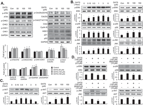 Figure 2. Effects of DATS on the G2/M-phase cell cycle regulators and signaling pathways in EJ cells. (a) Protein expression changes induced by DATS were measured by immunoblotting using antibodies specific for the indicated proteins. The results were presented as a fold ratio to the expression of either total form or GAPDH. (b, c) Effects of DATS on MAPK (ERK1/2, JNK1/2, and p38 MAPK) and AKT were determined by immunoblotting. Results are expressed as fold changes compared to the expression of the control. (d) Cells were pre-incubated with U0126 (0.5 μM), SB203580 (10 μM), SP600125 (10 μM), and LY 294,002 (10 μM) for 40 min prior to DATS treatment (150 μM). The ratio of the phosphorylated to the un-phosphorylated form was measured and expressed as fold change compared to DATS treatment.