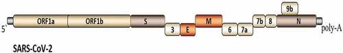 Figure 1. The genome organization of SARS-CoV-2 to cause COVID-19 disease in humans