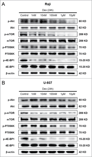 Figure 5. Dex inhibits mTOR pathway in both Raji and U-937 cells. Raji (A) and U-937 (B) cells were treated with increasing concentrations of Dex for 24 h, and cell lysates were subjected to Western blot and probed with the indicated antibodies.