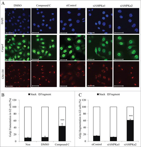 Figure 4. AMPKα2 knockdown induces the delay of mitotic Golgi fragmentation. HeLa cells were synchronized at the G1/S border by DTB and released for 6h (early G2 phase). After then, cells were treated with DMSO or compound C (final 3 μM) and collected after 3 h. In parallel, HeLa cells transfected with a control siRNA, AMPKα1-, or AMPKα2-specific siRNAs were synchronized at the G1/S border by DTB and collected after release for 9 h. (A) Cells were fixed and processed for immunofluorescence using antibodies against Cenp-F for G2 phase and GM-130 for the Golgi apparatus. Scale bar, 50 μm. (B and C) The structure of the Golgi apparatus was analyzed by immunofluorescence analysis in which we counted the percentage of cells showing a fragmented or stacked Golgi apparatus among Cenp-F-positive G2 phase cells. More than 200 cells were counted for each condition. ***, p < 0.001 by one-way ANOVA analysis.