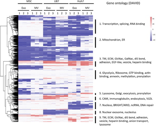 Fig. 5.  Heatmap of all protein levels in EVs normalized to their respective source cells. iBAQ values of proteins in EVs were normalized to the corresponding protein levels in source cells, expressed on a log(2) scale and colour-coded. Depletion is depicted in blue and enrichment in red. Clusters from heatmap underwent gene ontology analysis, and terms significantly enriched are shown on the right. TM, transmembrane; ECM, extracellular matrix; ER, endoplasmic reticulum; CAM, cell adhesion molecule; VLDL, very low density lipoprotein; diS, disulphide.