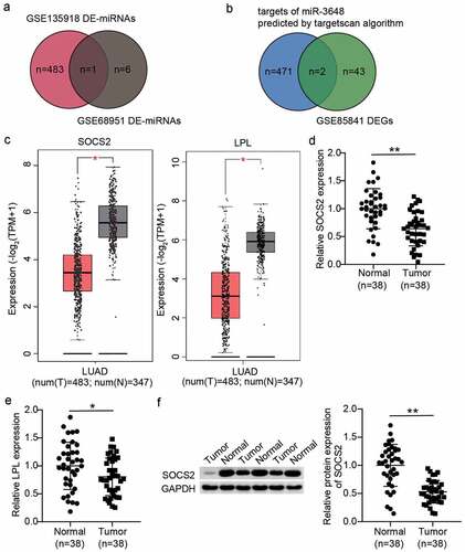 Figure 1. The identification of miR-3648 and SOCS2 in LUAD. A. The identification of miR-3648 by intersecting the differentially expressed miRNA (DE-miRNA) lists of GSE135918 (adjusted P < 0.05, |logFC|≥1.5) and GSE68951 (adjusted P < 0.05, |logFC|≥1) data series. B. The identification of LPL and SOCS2 in LUAD by intersecting the gene lists of Targetscan-predicted targets of miR-3648 and the differentially expressed genes (DEGs) of GSE85841. C. The expression box plot of SOCS2 and LPL in LUAD via GEPIA data analysis. Num: number; T: tumor; N: normal controls. D-E. Verification of SOCS2 expression (d) and LPL expression (e) in LUAD tissues and matched normal tissues. F. Western blotting analysis of SOCS2 expression in LUAD tissues and matched normal tissues. (d-f) *P < 0.05, **P < 0.001 vs. normal tissues.