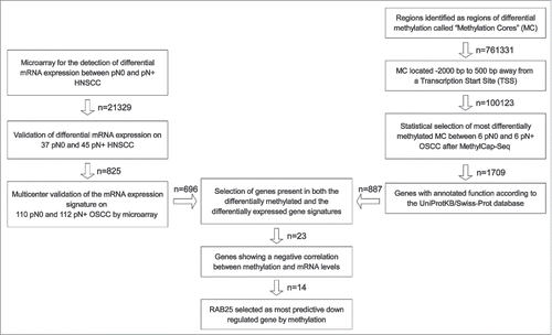 Figure 1. Strategy to identify epigenetically downregulated genes in pN+ OSCC. On the left: published gene signatures predictive of pN-status in OSCC were used to identified significantly downregulated genes in pN+ OSCC.Citation20-22 On the right: MethylCap-Seq was performed on 6 pN0 OSCC and pN+ OSCC.Citation18 All reads of MCs in gene promoter regions were ranked according to the likelihood of differential methylation and an approximate FDR. The 5,000 MCs with the lowest FDR were further tested by Mann-Whitney-U. The MC associated with genes without annotated gene functions were excluded. In the middle: the gene signature and methylation data were compared to select epigenetically regulated genes in pN+ OSCC (n = 23). From these 23 genes, epigenetically downregulated genes in pN+ OSCC were selected. Based on the amount of mRNA downregulation, statistical differences in methylation between pN0 and pN+ OSCC, and positive and negative predictive value, RAB25 was selected as the most significantly epigenetically downregulated gene in pN+ OSCC compared to pN0 OSCC.