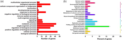 Figure 6. GO (a) and KEGG (b) assignment of positively selected genes.