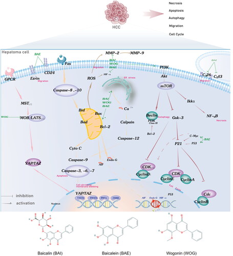 Figure 1. Potential BAI, BAE, and WOG action mechanisms in HCC treatment. BAE, BAI, and WOG affected cell apoptosis by inhibiting the expression of Bcl-2/Bax and migration by activating the ER stress and ROS pathway. BAE starts the effect of cell-cycle regulation by inhibiting the expression and function of cell-cycle genes, including CyclinE, CyclinD1, CyclinB1, CyclinA2, and CDK. BAE, BAI, and WOG induce autophagy, cell cycle, and necrosis by PI3K/Akt/mTOR, Hippo, and Nf-KB pathways. BAI and BAE inhibited migration by decreasing adhesion molecule release. Abbreviation: BAI, baicalin, BAE, baicalein, WOG, Wogonin.