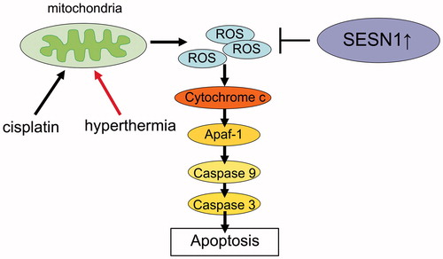 Figure 5. Hypothetical mechanism of cisplatin resistance and hyperthermia resistance via induction of SESN1. The cisplatin-induced or hyperthermia-induced ROS is degenerated by SESN1, resulting in resistance. Suppressing SESN1 can engender apoptosis through the ROS-Caspase pathway.