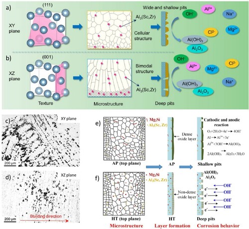 Figure 22. Summary of factors affecting corrosion resistance in AM HTPSAs with Zr/Sc. (a–b) the effect of build orientation and grain structure on corrosion of Al–4.2Mg–0.4Sc–0.2Sc [Citation335]; (c-d) a higher number density of shallower pits are formed on the XY build plane in Al–4.2Mg–0.4Sc–0.2Sc [Citation335]. The pits clearly outline the MPBs; (e–f) the effect of heat treatment of corrosion of Al–14.1Mg–0.47Si–0.31Sc–0.17Zr [Citation95], with heat treatment promoting the formation of deep pits. The build direction is along Z. Used with permission from Elsevier.