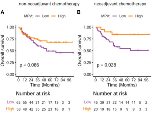 Figure 4 (A) OS curve of patients without neoadjuvant chemotherapy. Patients with MPV > 11 fl had better OS than those with MPV ≤ 11 fl (P = 0.086). (B) OS curve of patients with neoadjuvant chemotherapy. Patients with MPV > 11 fl had better OS than those with MPV ≤ 11 fl (P = 0.028).
