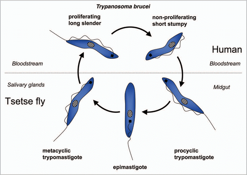 Figure 6 Diagram of the life cycle of Trypanosoma brucei.