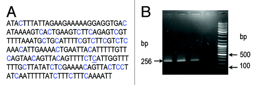 Figure 4.(A) A region of TCAST satellite sequence of 265 bp used for cytosine methylation analysis by bisulfite treatment. Positions of 33 cytosines are marked in blue, and a single position where no methylation was detected is underlined. (B) PCR amplification using TCAST methylprimers and bisulfite treated genomic DNAs (lanes 1, 2, 3) and untreated, control DNA (lane 4). In lanes 1–3 genomic DNA was isolated from T. castaneum adults not subjected to heat shock and heat shocked for 3 h and 20 h, respectively. The size of amplicon is 265 bp. The lane 5 contains GeneRuler Ladder mix (Fermentas).