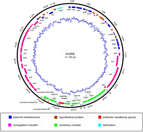 Figure 6 Structure of IncN2 plasmid in blaNDM-1-harboring CREC isolates.