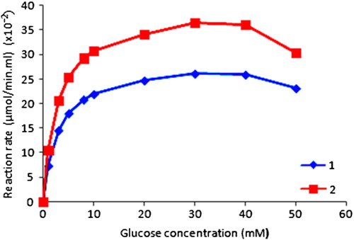 Figure 3. Effect of substrate concentration on the initial velocity of glucose oxidation. Display full sizeImmobilized enzyme Display full sizefree enzyme.