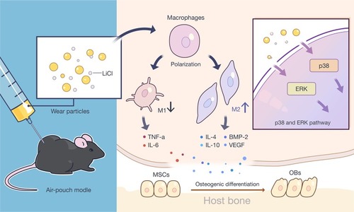 Figure 10 LiCl modulated macrophage polarization to promote the osteogenic differentiation of rBMSCs via the suppression of ERK and p38 phosphorylation.Notes: LiCl exerted an immunomodulatory effect on macrophage polarization and attenuated Ti particle-induced inflammatory responses in vitro and in vivo, and generated an immune microenvironment to improve the osteogenic differentiation capability of rBMSCs. This immunomodulatory capacity of LiCl may be attributed to the inhibition of ERK and p38 signaling pathway.Abbreviations: LiCl, lithium chloride; rBMSCs, rat bone marrow mesenchymal stem cells; ERK, extracellular signal-regulated kinase; Ti, titanium.