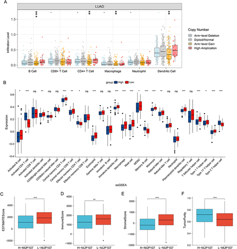 Figure 7 Immune relation analysis in LUAD. (A) Comparison of immune infiltration levels between different CNV types of NUP107 in LUAD. (B) Differences in the expression of immune cells in LUAD cases with different NUP107 expression. (C–F) Comparison of the ESTIMATE score, immune score, stromal score, and tumor purity between two groups with different NUP107 expression. ns, No significance; *p < 0.05; **p < 0.01; ***p < 0.001.