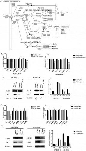 Figure 4. Up-regulation of miR-518a-5p and down-regulation of CCR6 attenuated JAK2-STAT6 signalling pathway activity. (a). The KEGG pathway of CCR6; (b). qRT-PCR analysis of JAK1-2, STAT3-6 mRNA expression in miR-518a-5p mimic/negative control SU-DHL-2 (left) and SU-DHL-6 (right) cells; (c). Western blot analysis and densitometric analysis of JAK2 and STAT6 in miR-518a-5p mimic/negative control SU-DHL-2 and SU-DHL-6 cells; (d). qRT-PCR analysis of JAK1-2, STAT3-6 mRNA expression in CCR6 inhibitor/negative control SU-DHL-2 (left) and SU-DHL-6 (right) cells; (e). Western blot analysis and densitometric analysis of JAK2 and STAT6 in CCR6 inhibitor/negative control SU-DHL-2 and SU-DHL-6 cells. *P < 0.05 and **P < 0.01