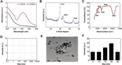 Figure 1 Synthesis and characterization of PdNPs using nobiletin. (A) Absorption spectra of the nobiletin-mediated synthesis of PdNPs; (B) XRD patterns of PdNPs; (C) FTIR spectra of PdNPs; (D) size distribution analysis of PdNPs using DLS; (E) TEM images of PdNPs; and (F) histogram representing the average sizes of particles obtained from TEM images. At least three independent experiments were performed for each sample, and reproducible results were obtained.
