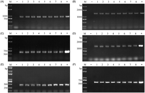 Figure 2. Colony PCR for screening transformants of T. fuciformis, L tuber-regium, and P. ostreatus. (A) for lac3-1 amplification in YLCs of T. fuciformis; (B) for lac3-2 amplification in YLCs of T. fuciformis; (C) for hph amplification in mycelia of T. fuciformis; (D) for egfp-hph cassette amplification in mycelia of T. fuciformis; (E) for egfp-1 amplification in L. tuber-regium; (F) for egfp-2 amplification in P. ostreatus. M: Trans2K plus DNA marker (Transgen, Beijing, China), −: negative control; +: positive control; 1–8: putative transformants.